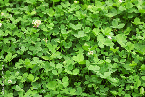Green clover leaves as background
