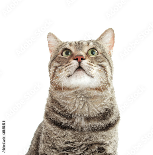 Cute cat on white background. Lovely pet © New Africa
