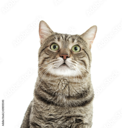Cute cat on white background. Lovely pet © New Africa