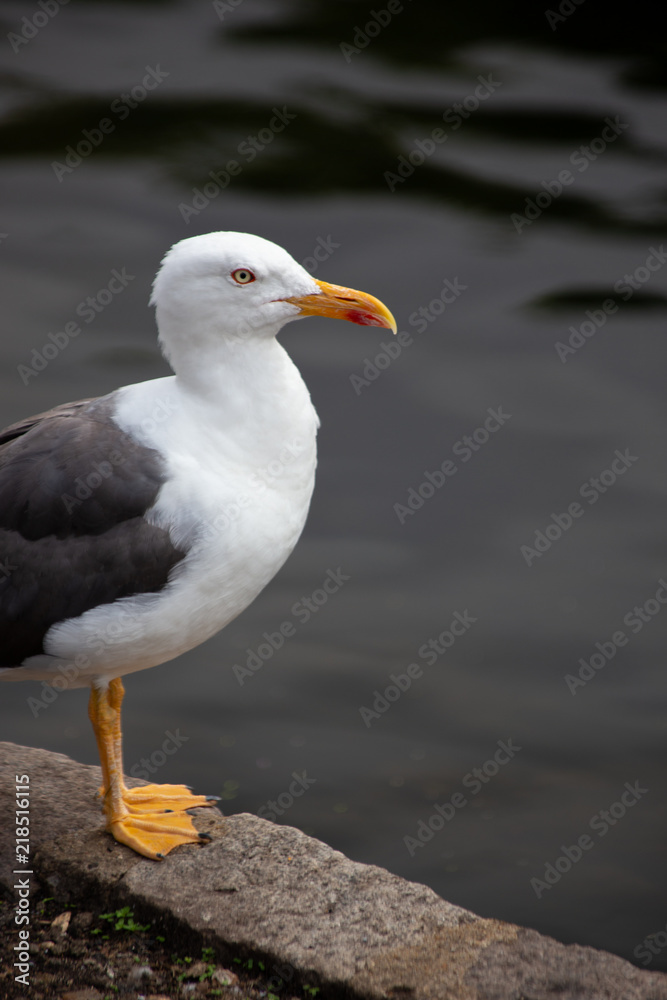 Seagull standing beside the lake in St. James's Park, London on a summers day with the water reflecting behind Seagull standing beside the lake in St. James's Park, London on a summers day with the water reflecting behind