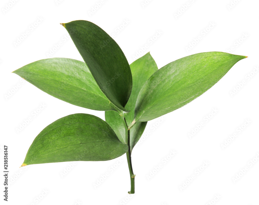 Ruscus branch with fresh green leaves on white background