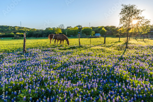 Two horses feeding on young green grass with bluebonnets in the floorground during sunset photo