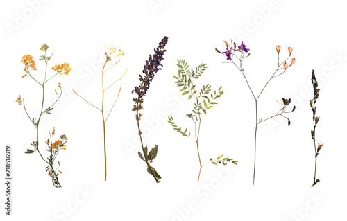 Dried meadow flowers on white background, top view