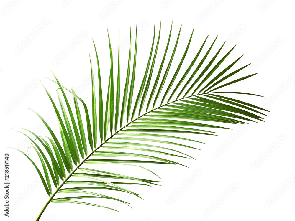 Fresh tropical date palm leaf on white background Fresh tropical date palm leaf on white background
