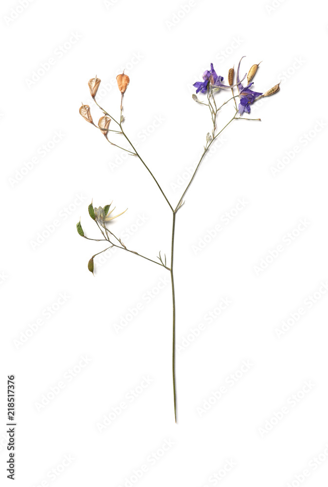 Wild dried meadow flower on white background, top view