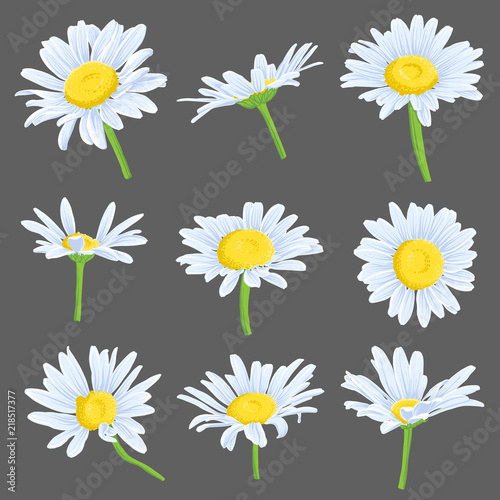 vector set of drawing daisy flowers