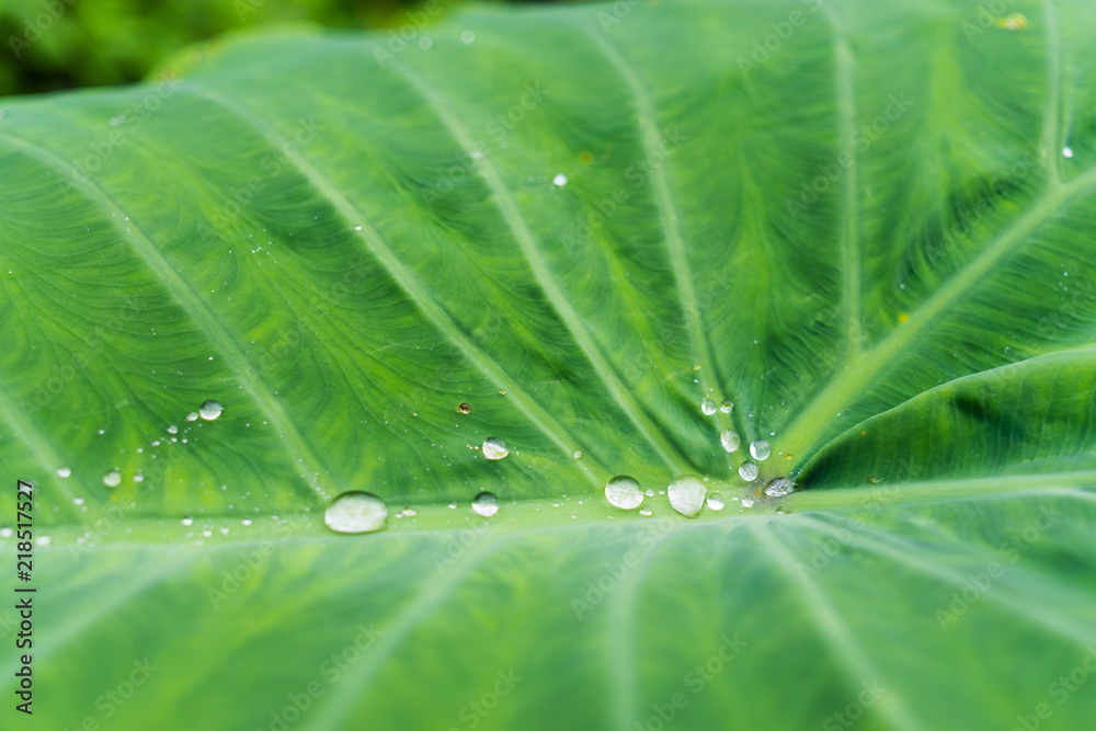 Water drops on green leaf, It's a concept about rainy season Water drops on green leaf, It's a concept about rainy season