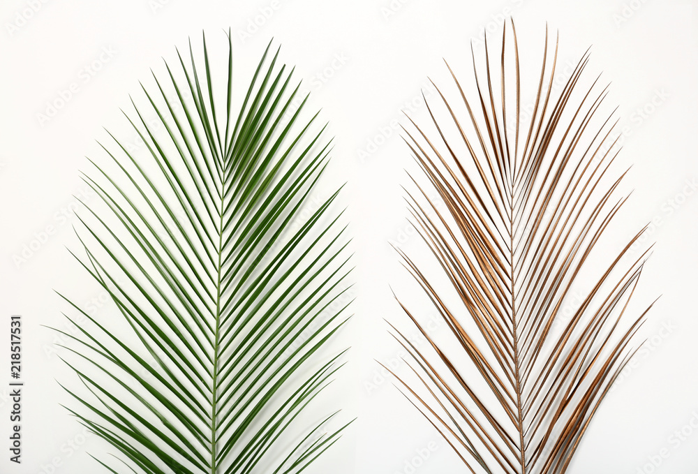 Fototapeta premium Tropical Date palm leaves on white background, top view
