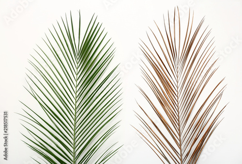 Tropical Date palm leaves on white background, top view
