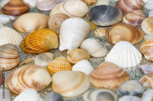Seashells as background  sea shells collection natural