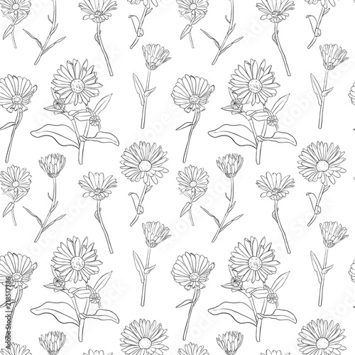 Fototapeta Naklejka Na Ścianę i Meble -  vector seamless pattern with calendula flowers