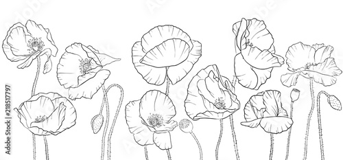 Fototapeta Naklejka Na Ścianę i Meble -  vector drawing poppy flowers