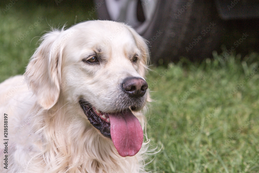 portrait of golden retrievers dog living in belgium portrait of golden retrievers dog living in belgium