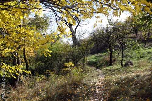 Fototapeta Naklejka Na Ścianę i Meble -  Colorful autumn landscape on a sunny day