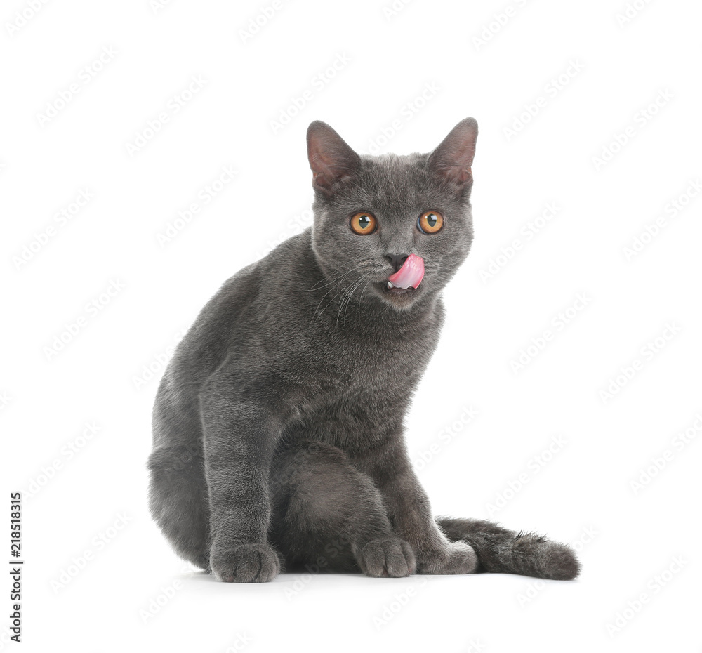 Adorable grey British Shorthair cat on white background