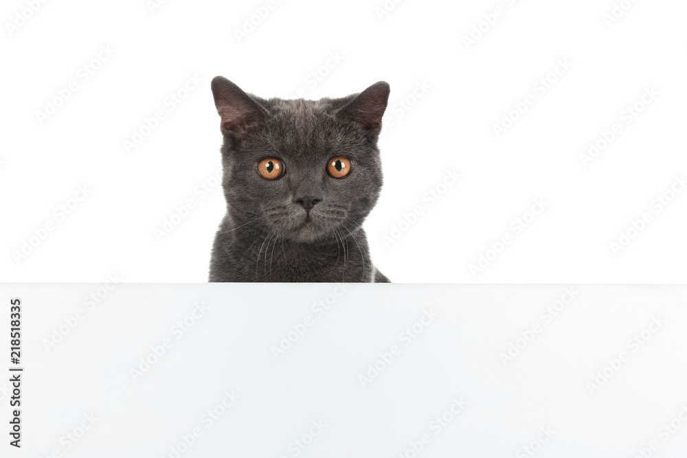 Naklejka Śliczny szary kot brytyjski krótkowłosy z plakatem na białym tle