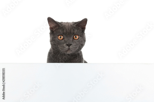 Adorable grey British Shorthair cat with poster on white background