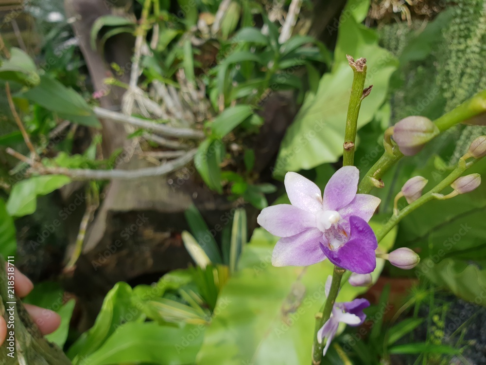 Flower (Orchidaceae or Orchid Flower) Flower (Orchidaceae or Orchid Flower)