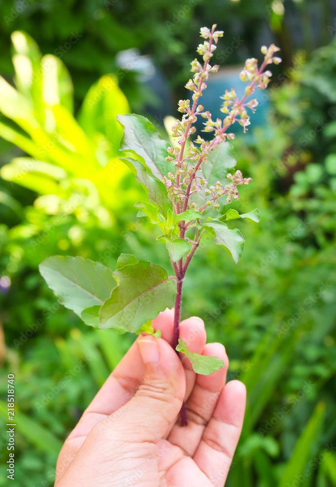 Hand Holding Holy Basil or Ocimum Sanctum Hand Holding Holy Basil or Ocimum Sanctum