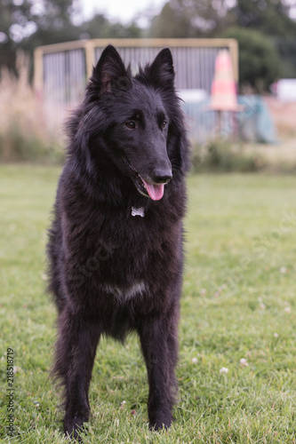 portrait of belgium shepherd dog type groenendeal living in belgium photo