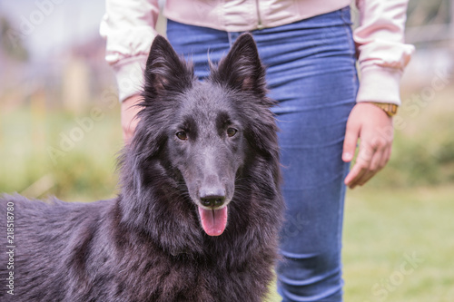 portrait of belgium shepherd dog type groenendeal living in belgium