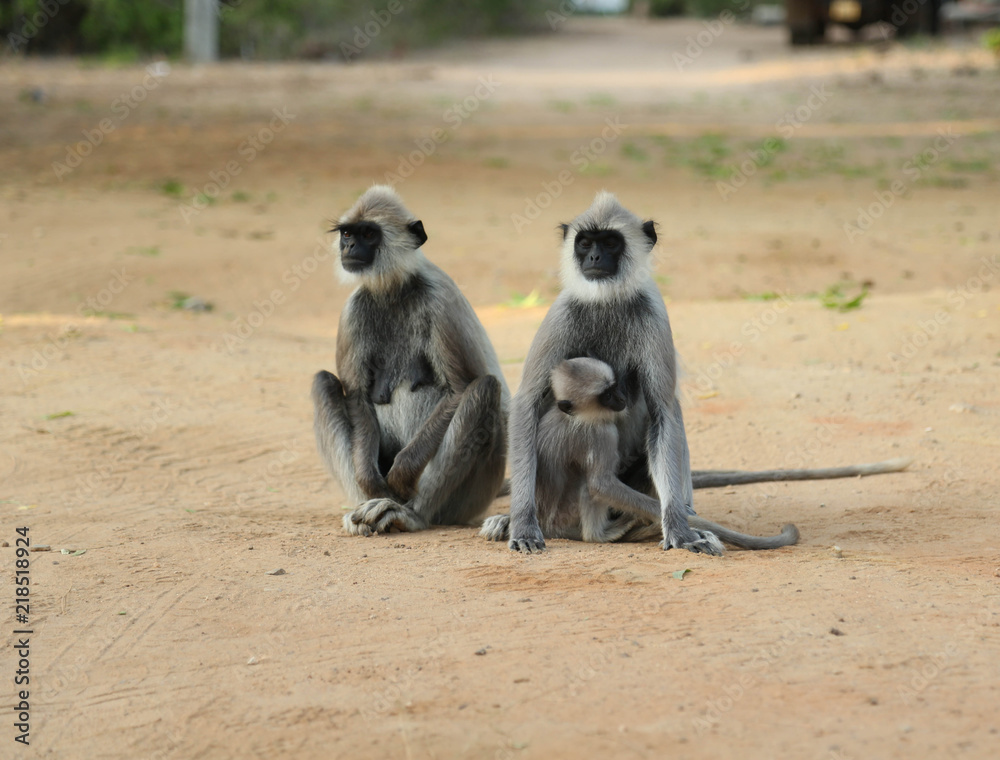 Monkeys at Yala National Park in Sri Lanka