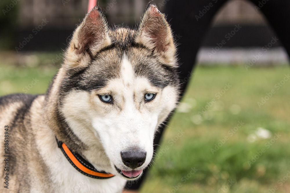 portrait of siberian husky dog living in belgium