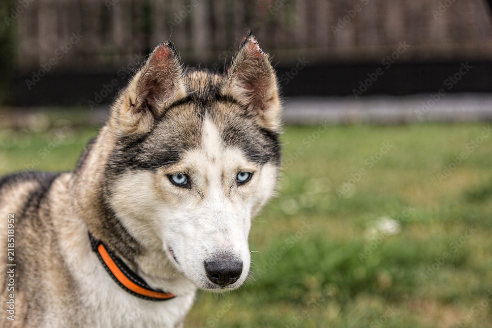 portrait of siberian husky dog living in belgium portrait of siberian husky dog living in belgium