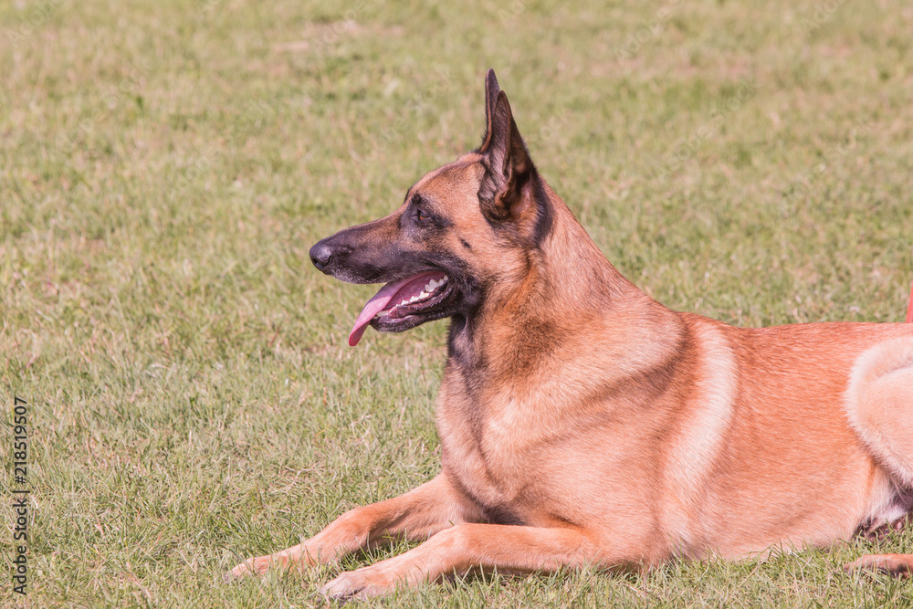 Portrait of belgium shepherd dog living in belgium Portrait of belgium shepherd dog living in belgium