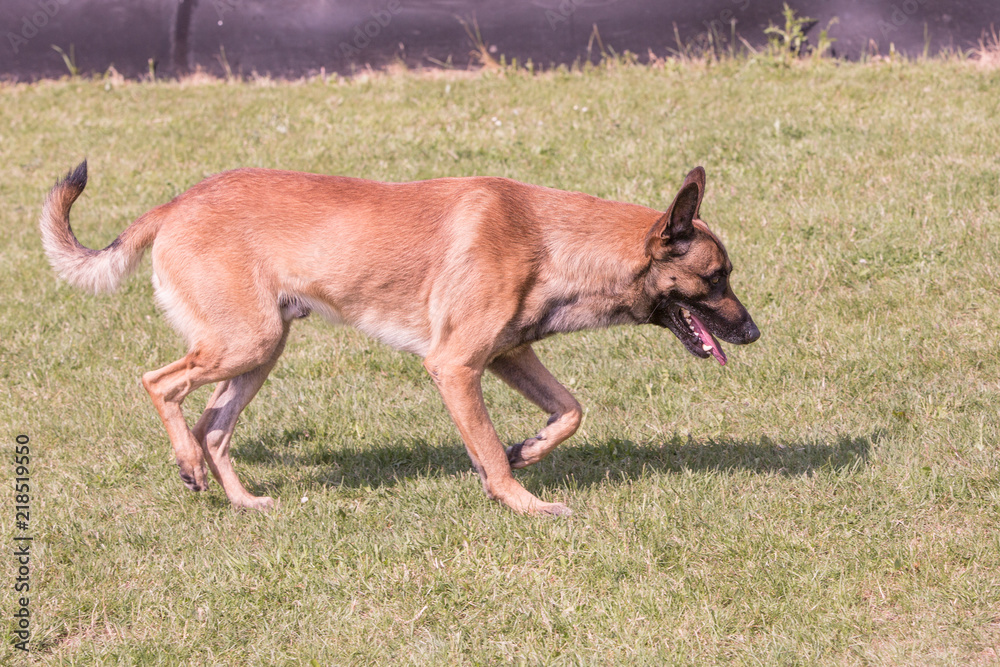 Portrait of belgium shepherd dog living in belgium Portrait of belgium shepherd dog living in belgium