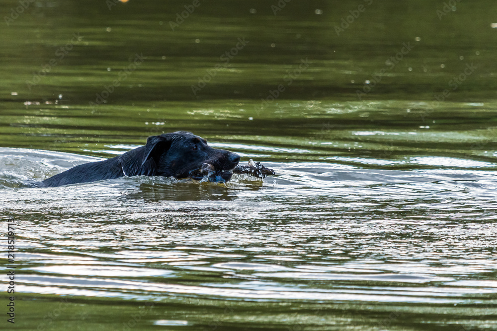 Fototapeta premium Big black dog swims in a water in a lake with a wooden stick