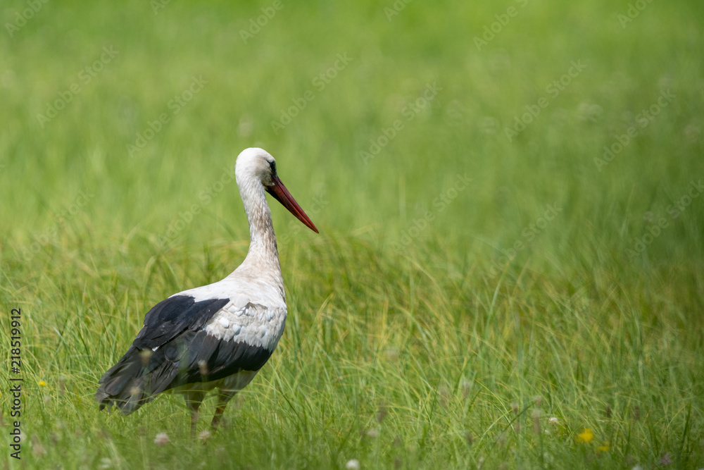 Naklejka premium A white stork walking on a field with fresh green grass