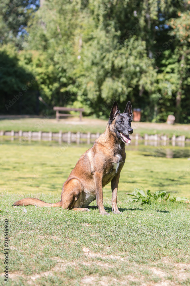 Portrait of belgium shepherd dog living in belgium Portrait of belgium shepherd dog living in belgium
