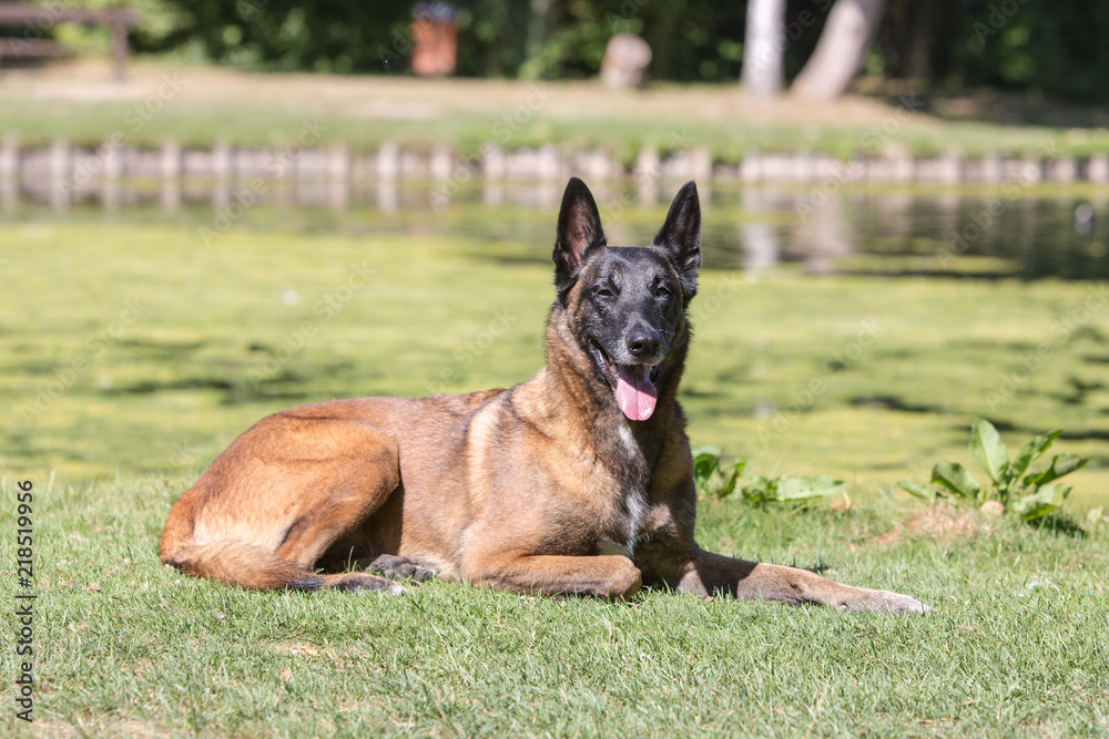 Portrait of belgium shepherd dog living in belgium Portrait of belgium shepherd dog living in belgium