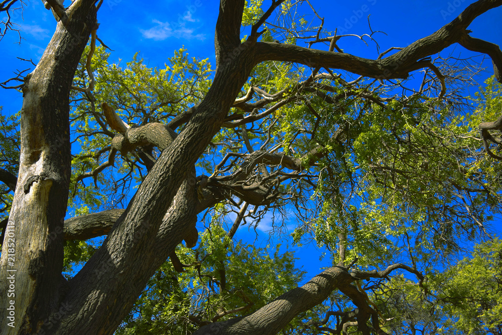 different trees and blue sky in middle of forest different trees and blue sky in middle of forest