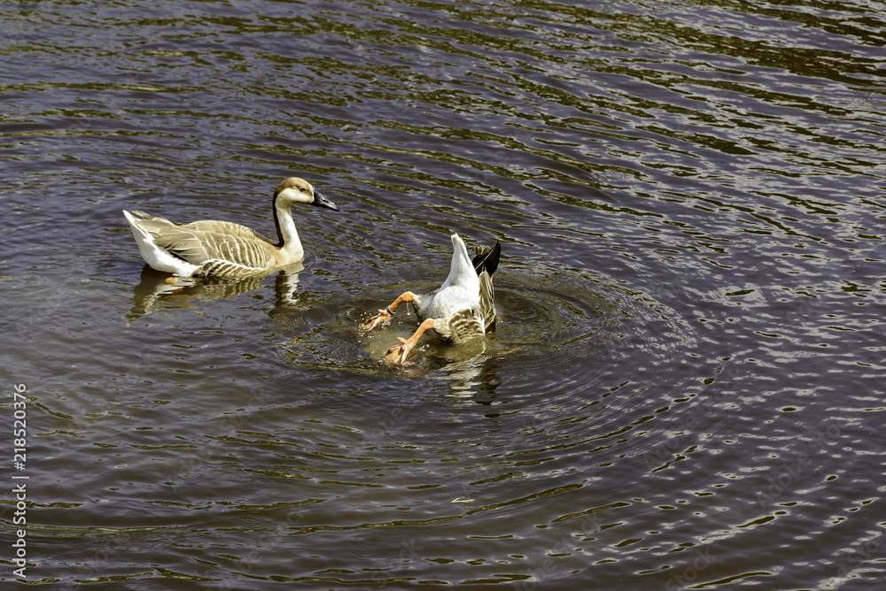 Fototapeta premium duck