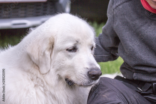 Fototapeta Naklejka Na Ścianę i Meble -  portrait of Pyrenean Mountain Dog living in belgium