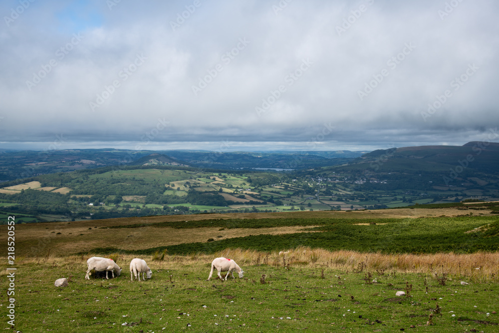 Obraz premium Sheep and Lambs at the Welsh Countryside in Brecon Beacons, Wales