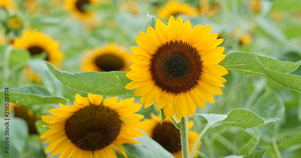 Sunflower field farm Sunflower field farm