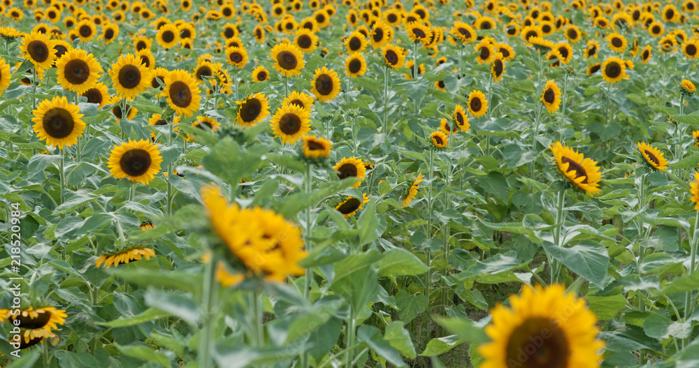 Beautiful sunflower field garden Beautiful sunflower field garden