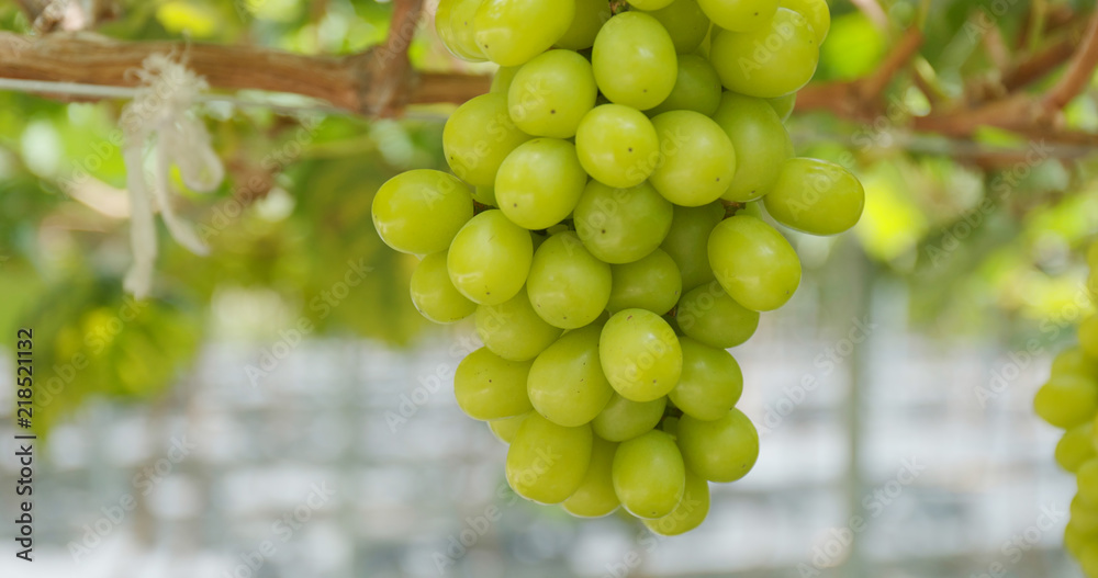 Green grape farm Green grape farm