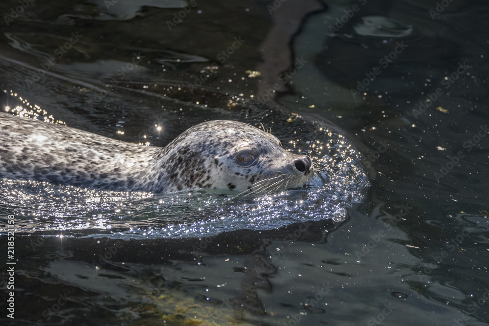 Harbor Seal Closeup Two, Alaska Sealife Center