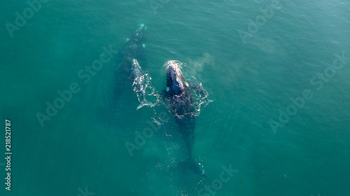  Southern Right Whale © manuel