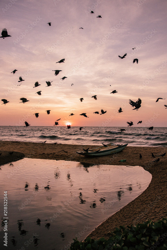  flock Of birds at a beach while sunset