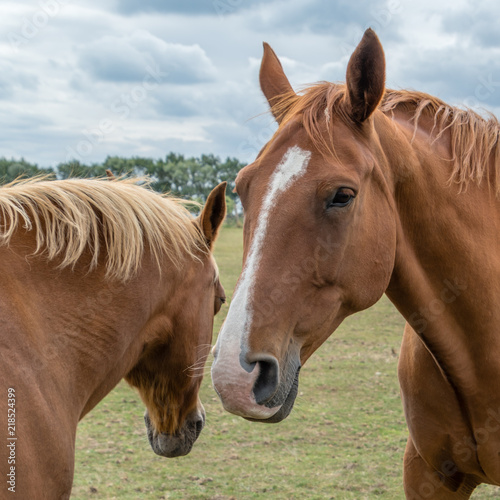 Horse in Field