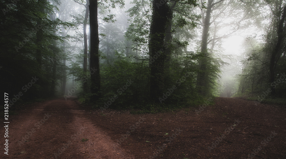 Obraz premium Wald mit Nebel