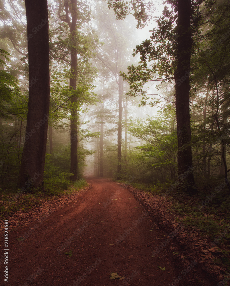 Obraz premium Nebel im Wald 