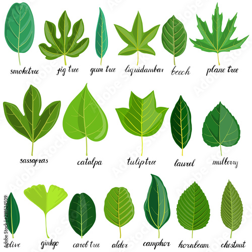 vector set of tree leaves