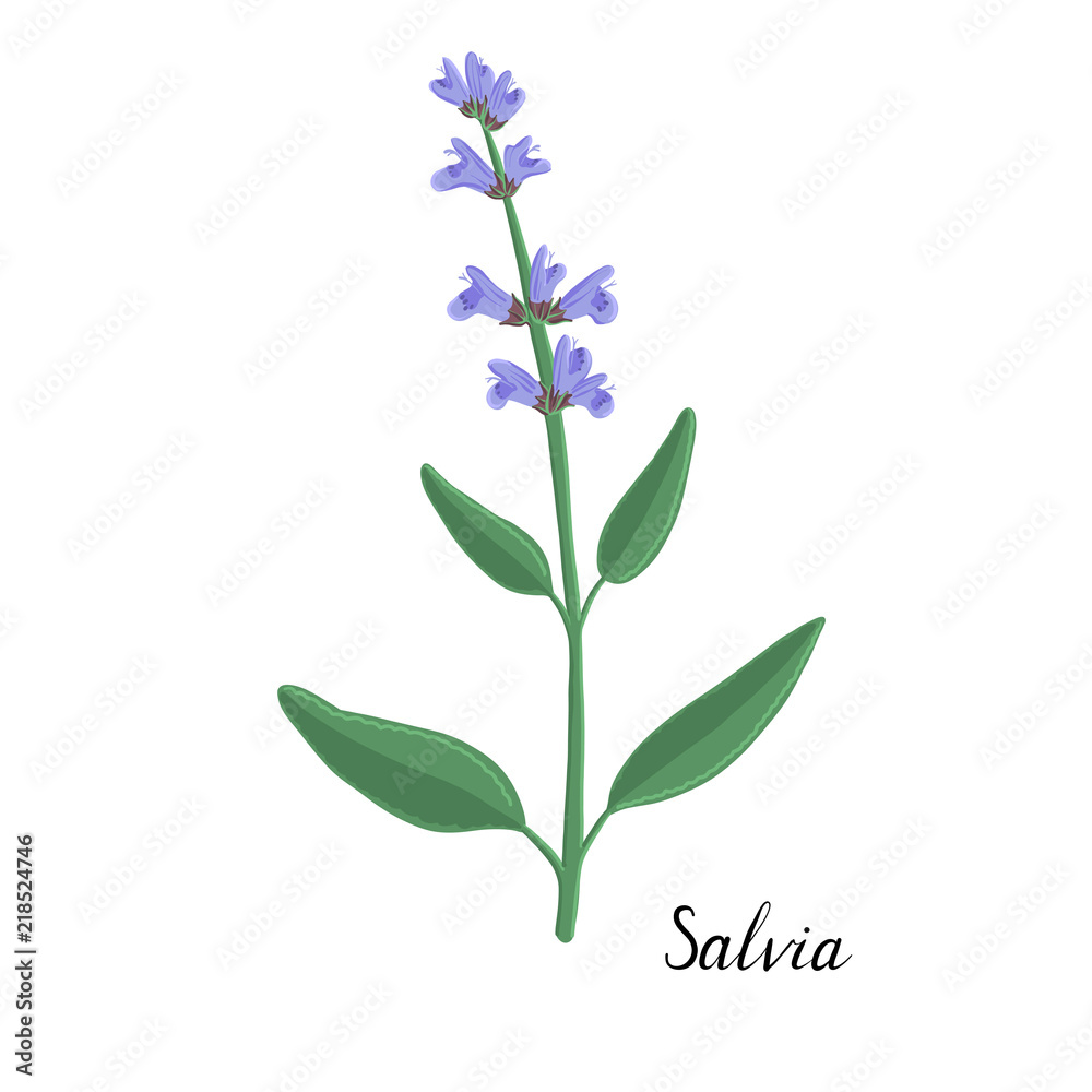 vector plant of salvia