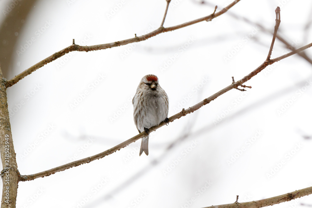 Redpoll (Acanthis flammea).